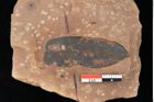 Foto (Detailsansicht) von Quercus palaeoilex Ettingshausen (NHMW-GEO-2024-0188-0764)